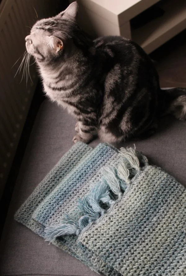 A cat next to a blue crochet scarf.