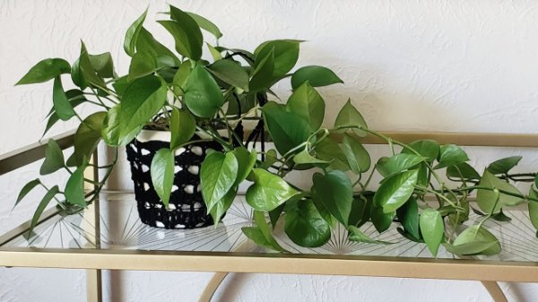 A trailing pothos in a black crochet plant hanger on a glass shelf.
