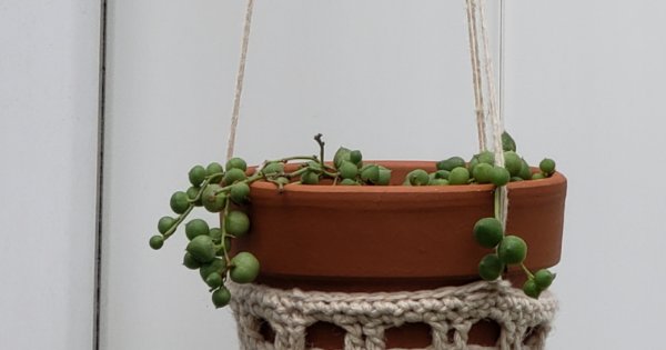 A succulent plant in crocheted hanging basket.