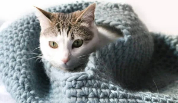 A cat in a grey-blue croche cat house.