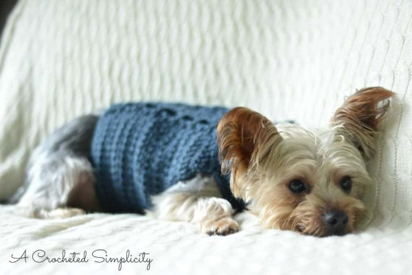 A small terrier wearing a blue sweater with crochet cables.