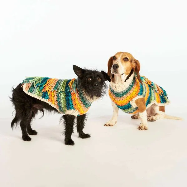 Two dogs wearing brightly striped crochet sweaters.