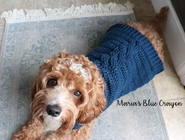 A cavoodle in a blue crochet cable sweater.