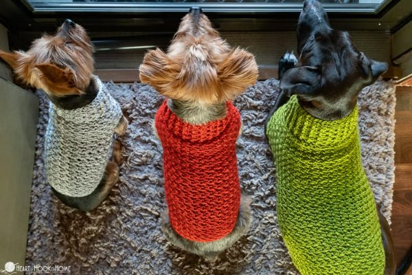 Three dogs in a row wearing crochet sweaters.