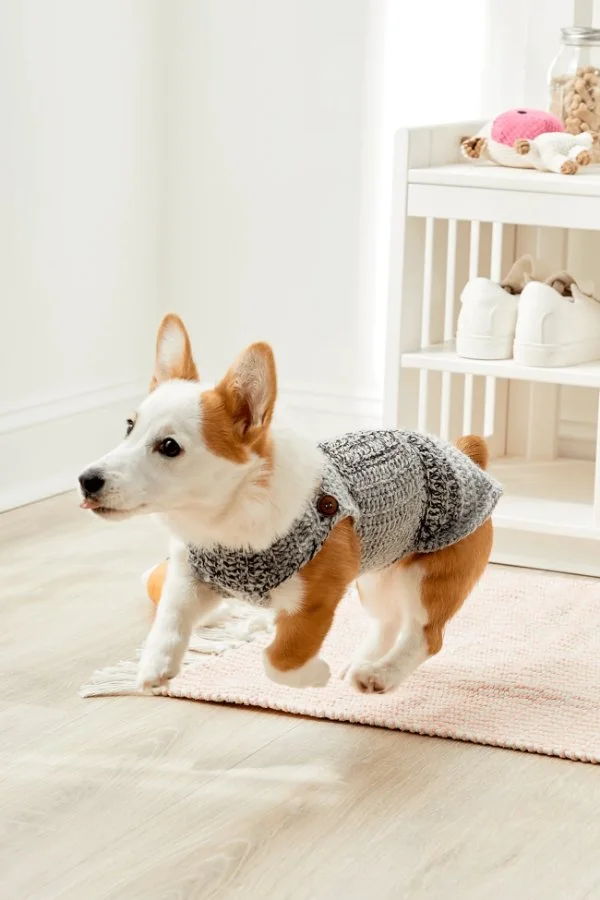 A dog jumpin in the air while wearing a crochet dog sweater.