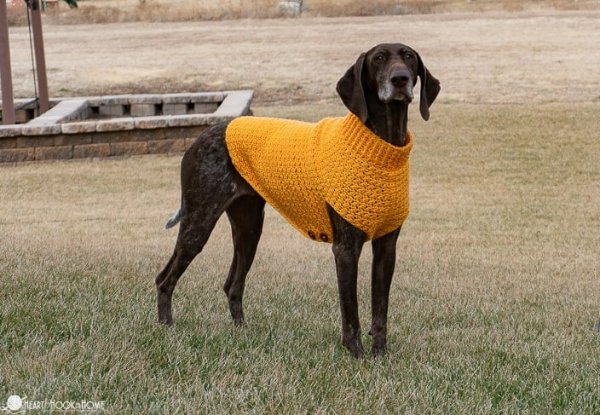 A big dog wearing a yellow crochet dog coat.