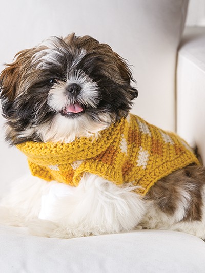 A small dog in a yellow gingham dog sweater.