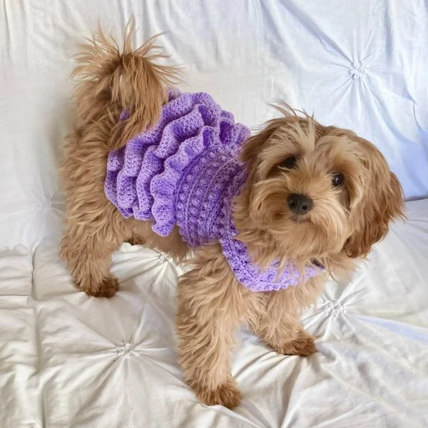 A dog wearing a crochet dog sweater with a frilly ruffled skirt.