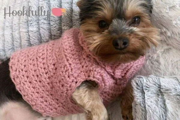 A tiny dog in a pink sweater.