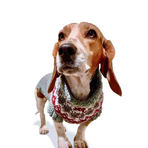 A Beagle ni a crochet colourwork dog sweater.