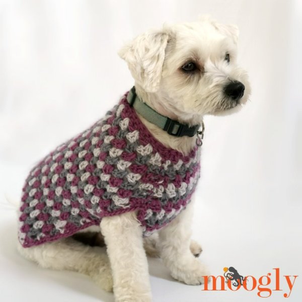 A maltese terrier in a striped crochet dog coat.