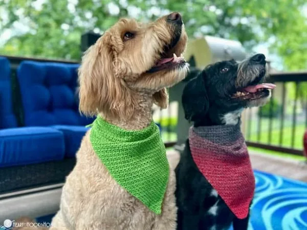 Two dogs wearing brightly coloured crochet pet bandanas.