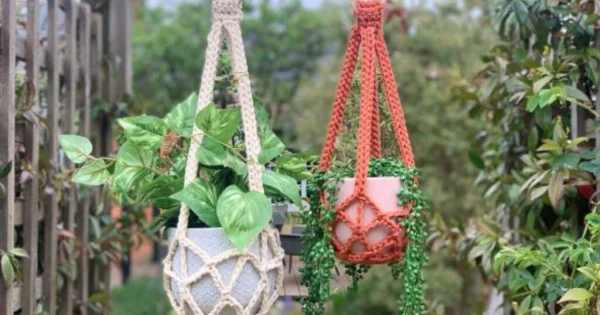 Two plants in crochet hangers.